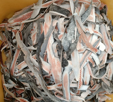 Peles de Tintureira (Prionace glauca) – Congeladas